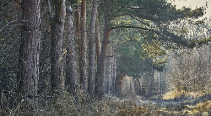 Forests for Wood & Wildlife