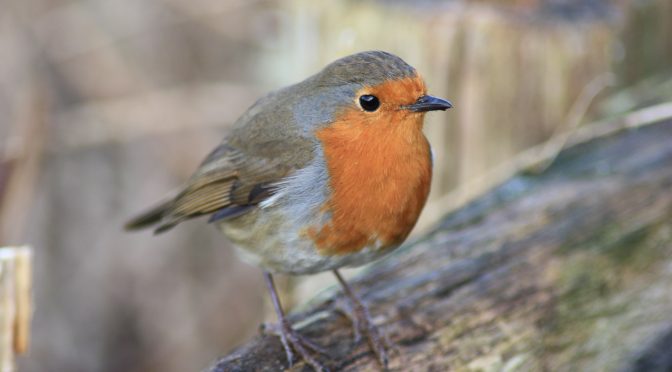 ReNature tips – advice on helping wildlife thrive at home