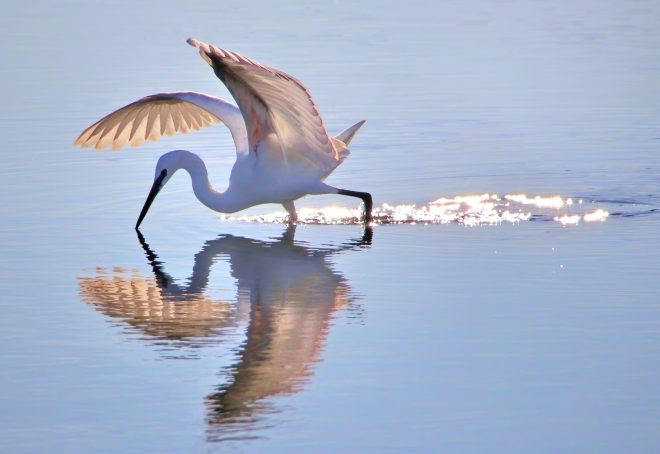 egret with wings raised