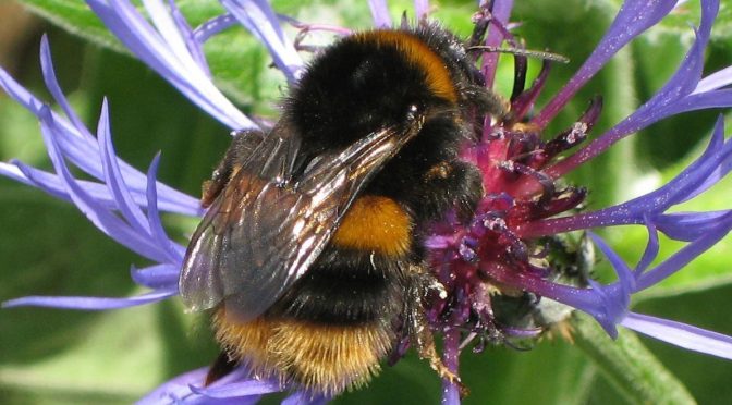 Blooming marvellous! Huge habitat creation for bees in National Park