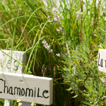 A herb garden as palaces for nature