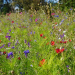 'A Palace for Nature' - wildflowers thrive in a garden meadow