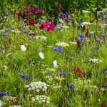 A meadow as a palaces for nature