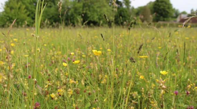 National Meadows Day Guided Walks