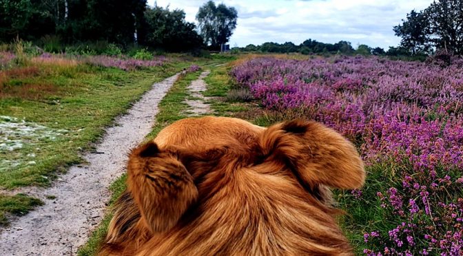 Paws on the Heath