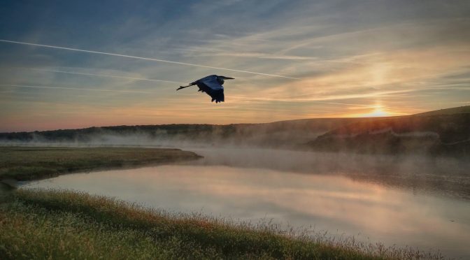 Discover the Birds of Cuckmere Haven – ReNature Festival