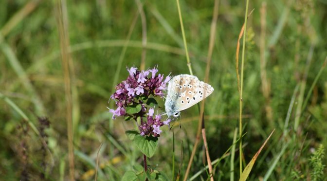 Guided Butterfly walk with Neil Hulme at Clapham: ReNature Festival