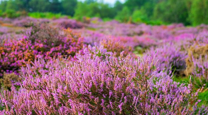 Discover the Heathlands guided walk – ReNature Festival