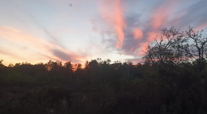 Nocturnal Wildlife Walk