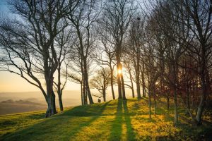 Chanctonbury Ring by Tim Kahane