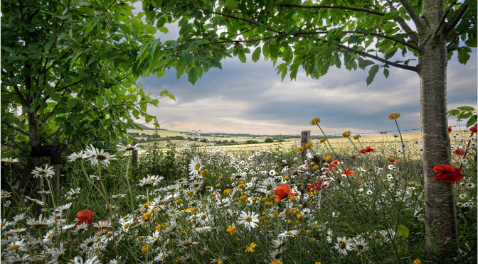 South Downs National Park raises £5m to help nature bounce back