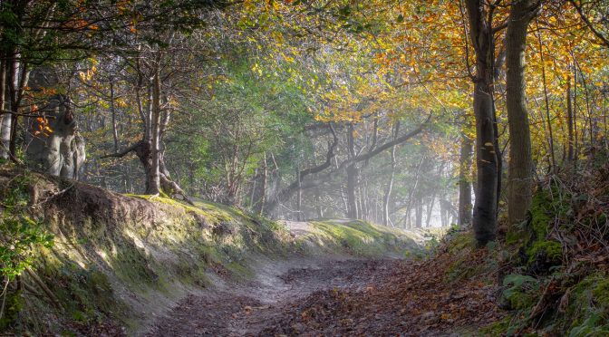 Accessible autumn – experience one of most magical times of the year in South Downs National Park