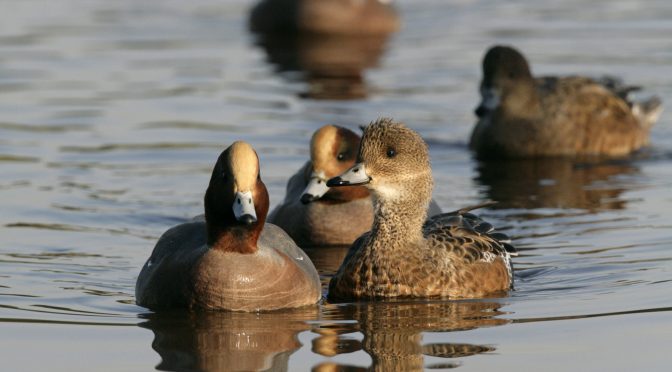 Wonderful Waders and Wildfowl