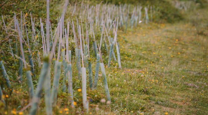 Major tree planting in National Park brings boost for nature