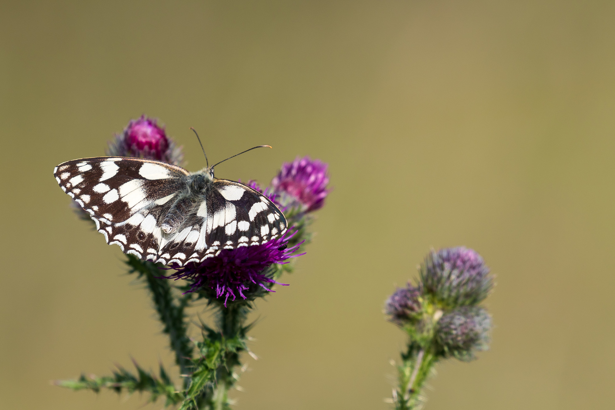 Groundbreaking wildlife study in parish is a first for South Downs ...