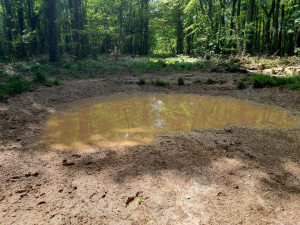A wetted area replacing the previous sandy soil