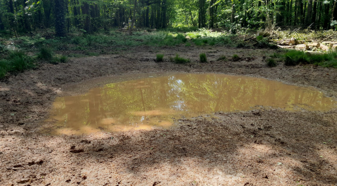 Case study: Headstone Copse Pond Restoration