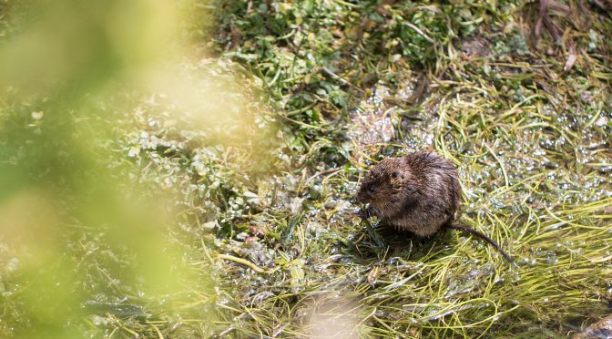 Ratty’s remarkable return to the South Downs!