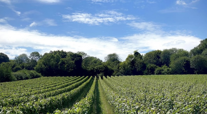 Wines & Gentle Inclines