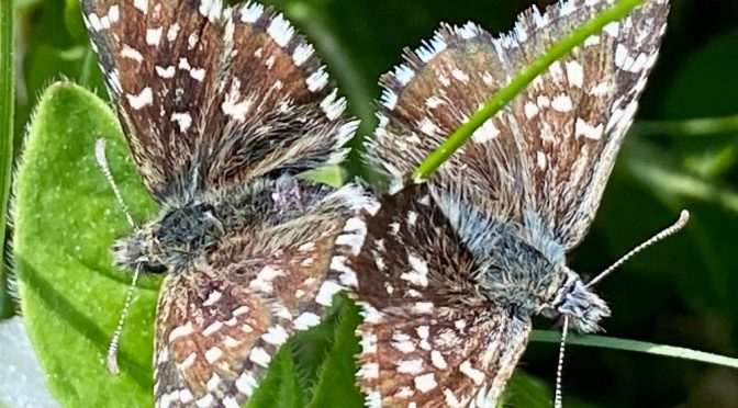 Social Butterfly